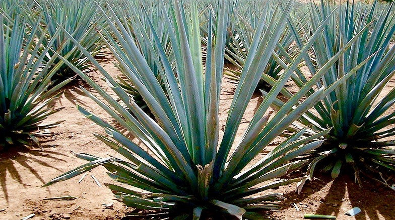 Tequila: the Mexican Spirit  The Botanical Journey