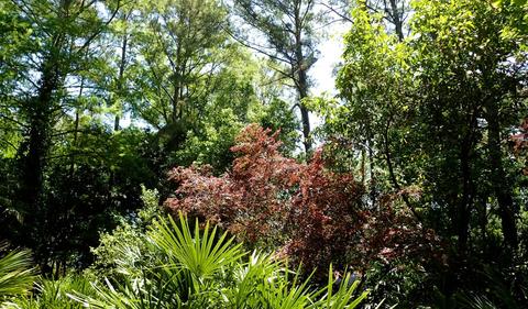 Peckerwood Gardens, The Botanical Journey