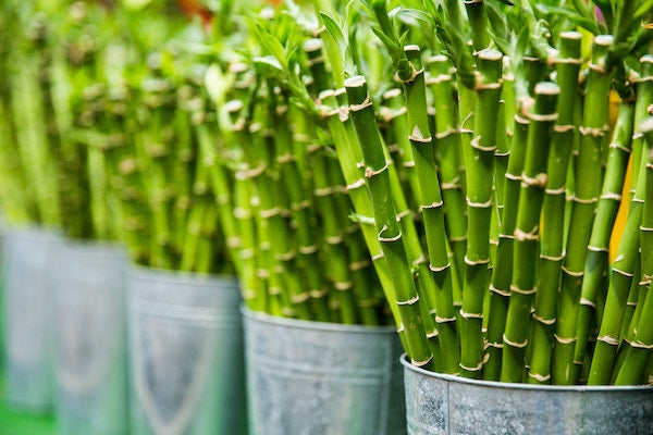 Lucky Bamboo & Why is it Lucky?  The Botanical Journey