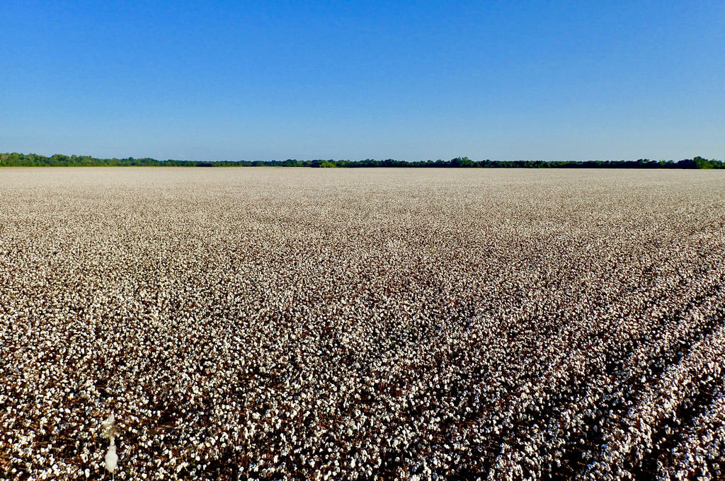 The Cotton Harvest: A Field of Dreams Planted with Hope and Harvested on Luck