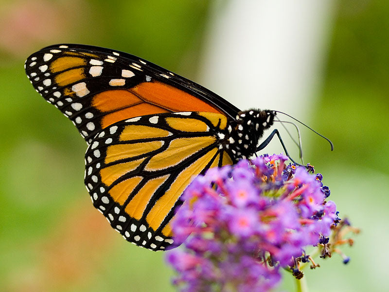 Help Monarchs Migrate
