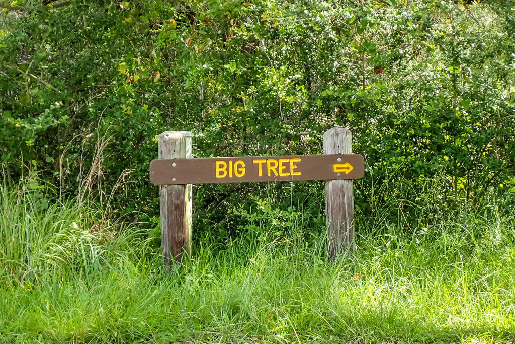 Oldest Oak Tree in Texas