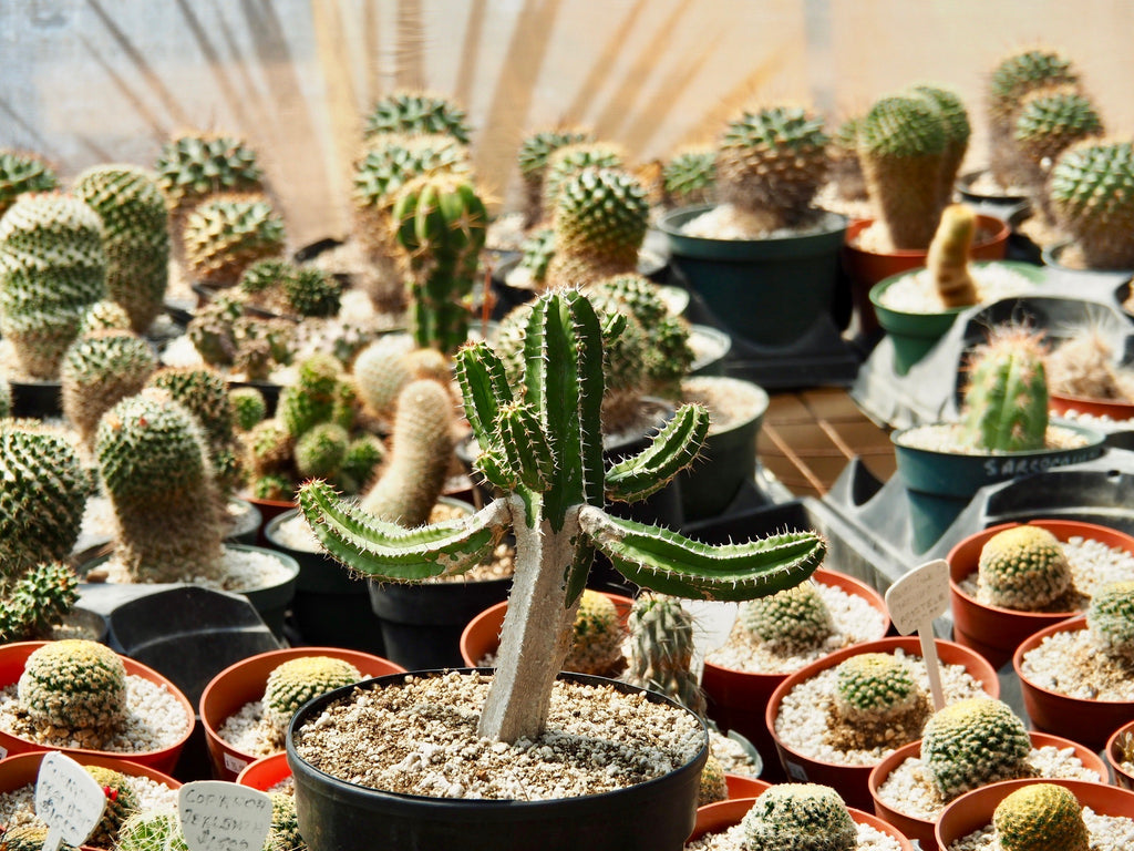 Cactus King, The Botanical Journey