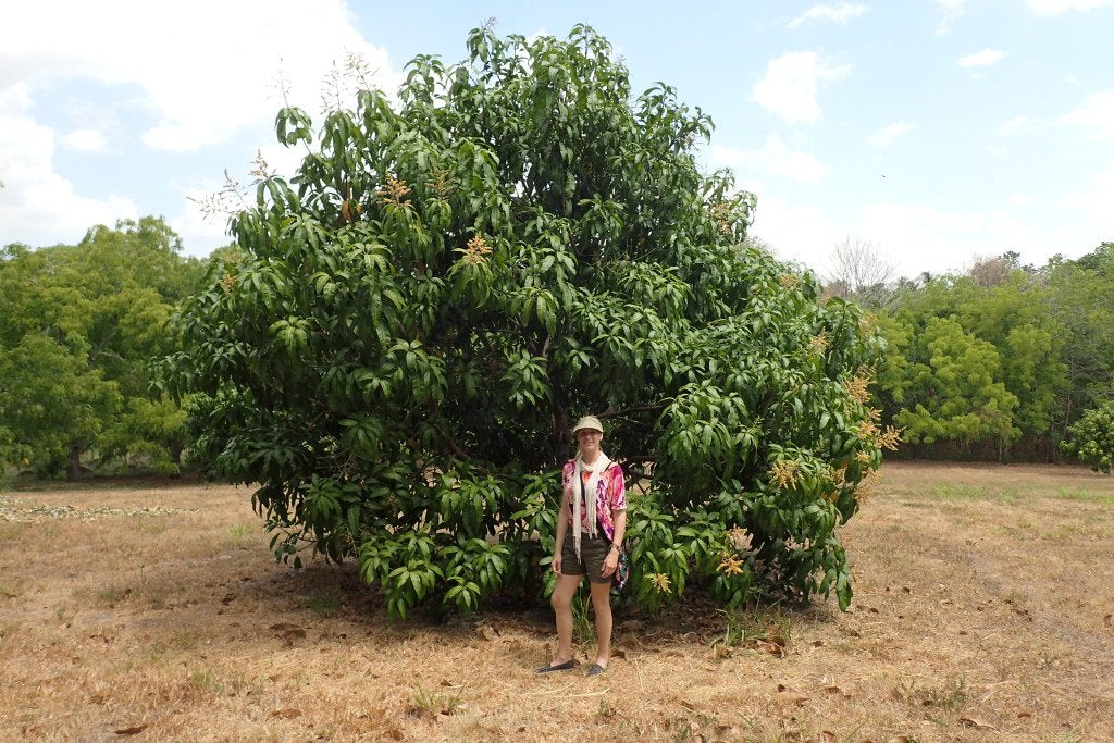 Mango Farm, The Botanical Journey, Simply Natural