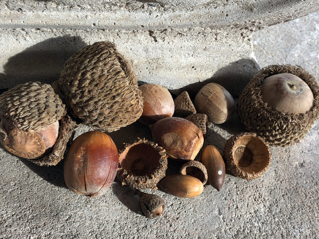 Oaks, Acorns, Mast Year, Masting, Oak nuts, The Botanical Journey