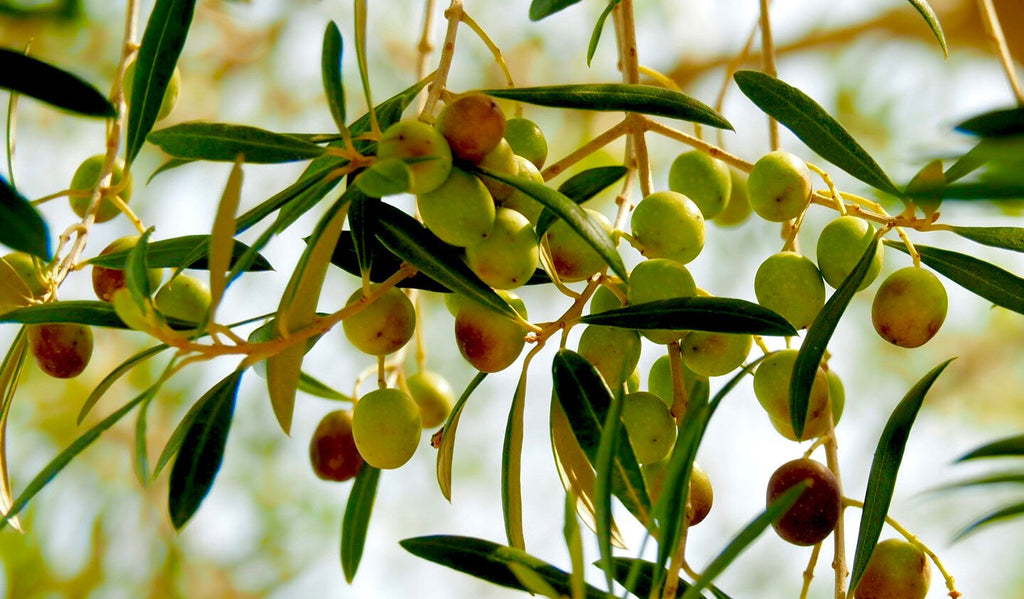 A Historic Texas Olive Harvest