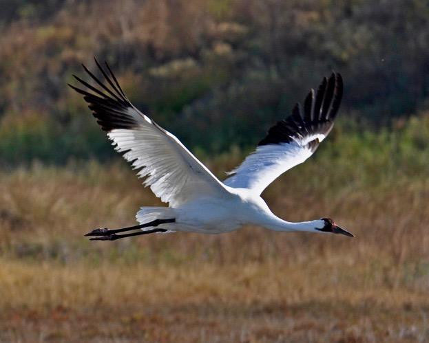 Whooping Crane Tour in Rockport, TX
